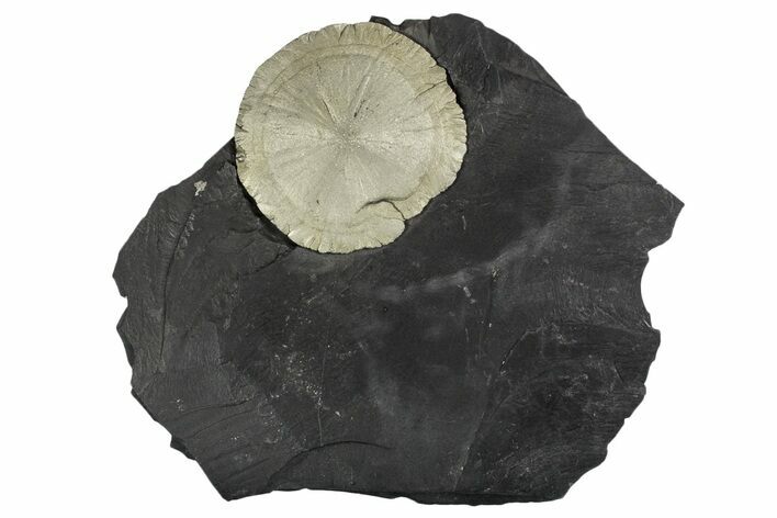 Pyrite Sun on Slate - Sparta, Illinois #348948